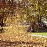 fall leaf dust control