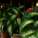 houseplants for allergy sufferers