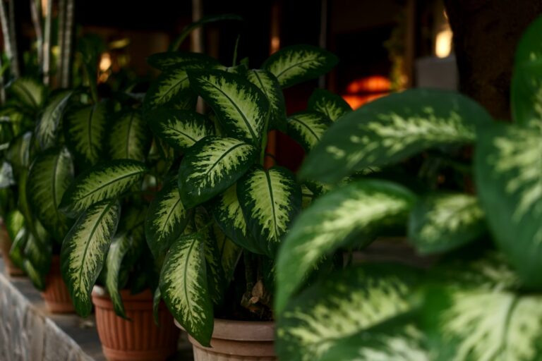 houseplants for allergy sufferers